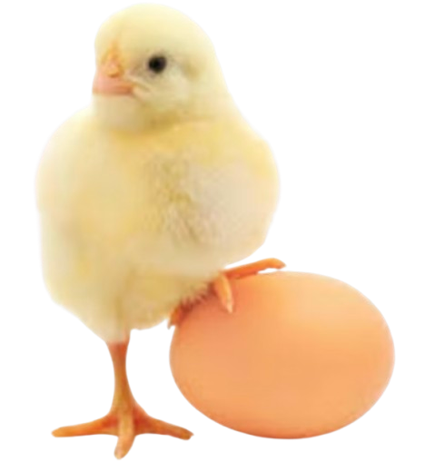 Poussin